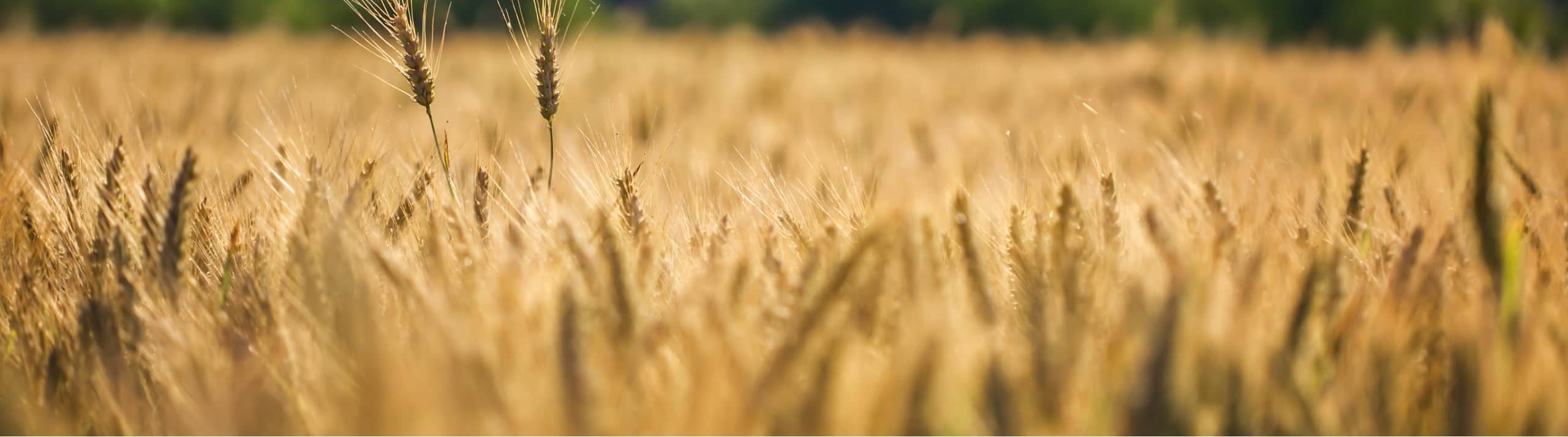 Grain Cleaning Banner